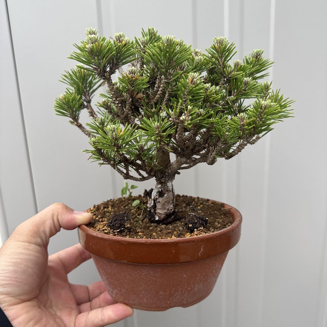 Amazon.co.jp: 盆栽 千寿丸 黒松 : DIY・工具・ガーデン